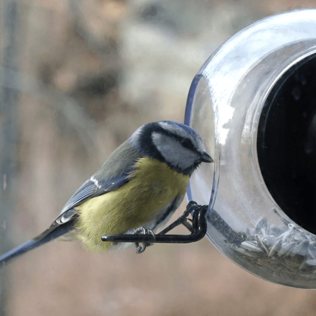 Bird Feeder | Foderkugle